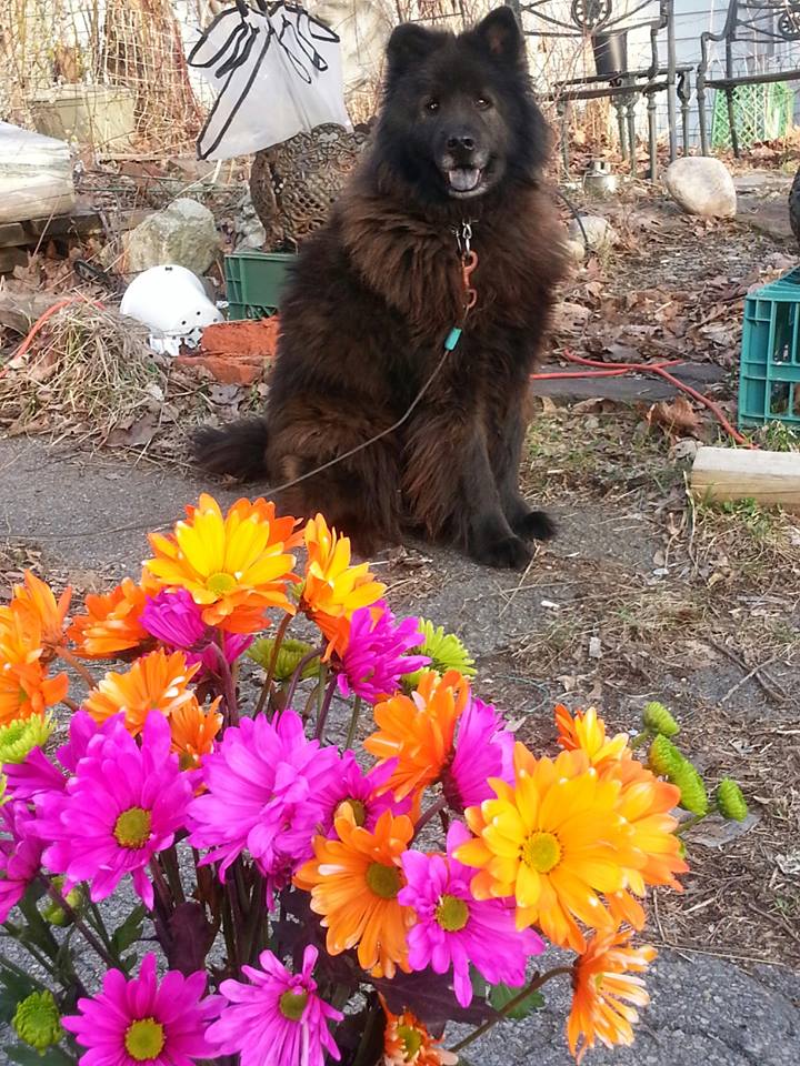 Sirius with bouquet 4-9-17